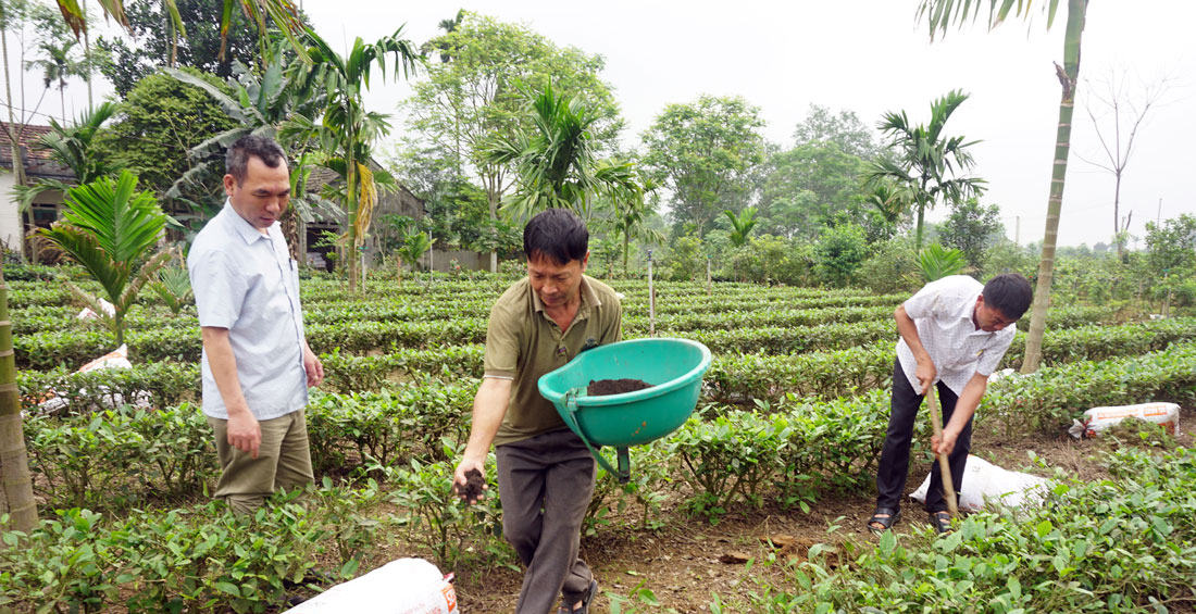 Phân bón hữu cơ nhập khẩu