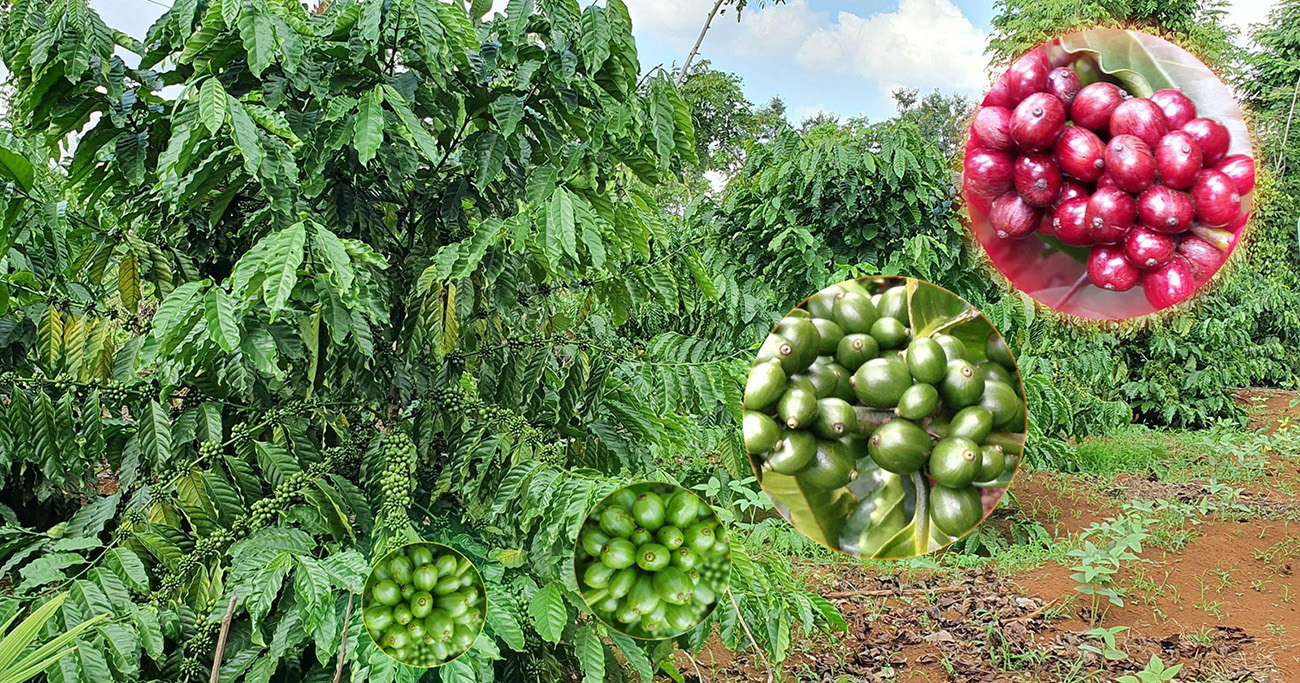 Phân bón hữu cơ nhập khẩu