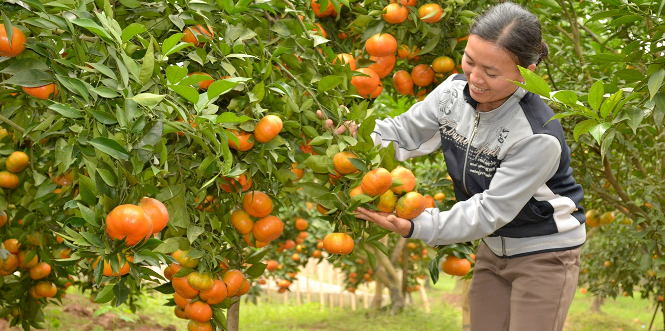 Phân bón hữu cơ nhập khẩu