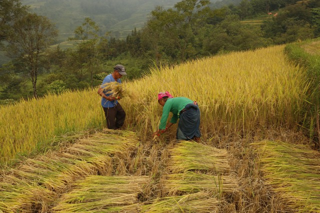 Việt Nam có nhiều tiềm năng phát triển nông nghiệp xanh - Phân bón hữu cơ nhập khẩu